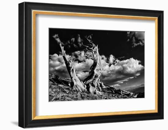 Ancient bristlecone pine trees, White Mountains, California. Minus longaeva, Great Basin National P-Adam Jones-Framed Photographic Print