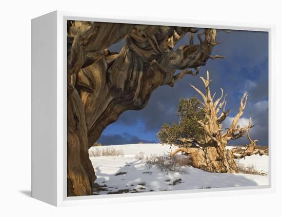 Ancient Bristlecone Pine Trees, White Mountains, California, USA-Dennis Flaherty-Framed Premier Image Canvas