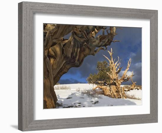 Ancient Bristlecone Pine Trees, White Mountains, California, USA-Dennis Flaherty-Framed Photographic Print