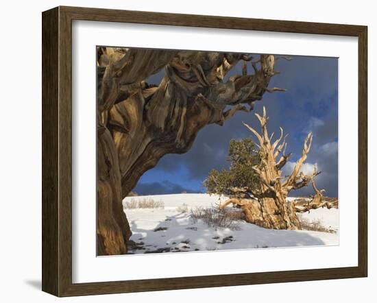 Ancient Bristlecone Pine Trees, White Mountains, California, USA-Dennis Flaherty-Framed Photographic Print