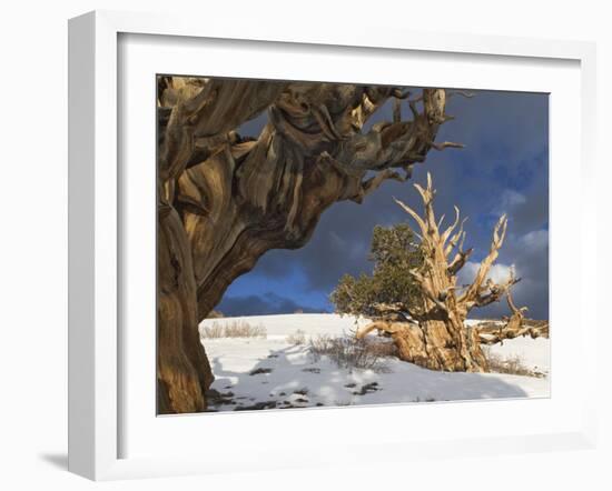 Ancient Bristlecone Pine Trees, White Mountains, California, USA-Dennis Flaherty-Framed Photographic Print