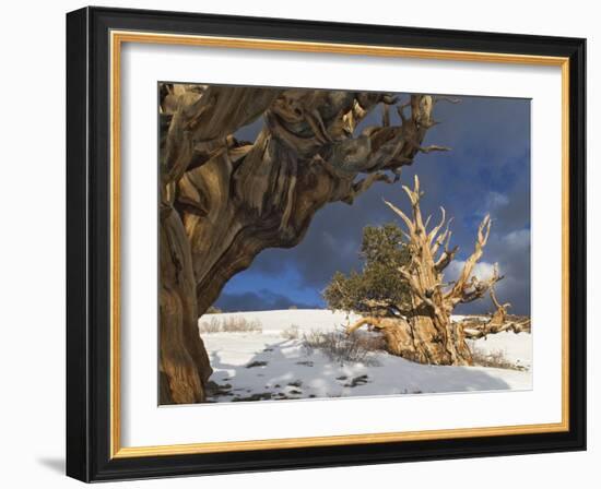 Ancient Bristlecone Pine Trees, White Mountains, California, USA-Dennis Flaherty-Framed Photographic Print