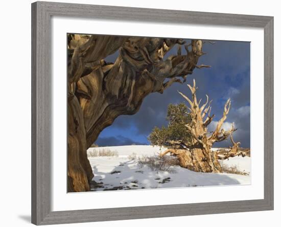 Ancient Bristlecone Pine Trees, White Mountains, California, USA-Dennis Flaherty-Framed Photographic Print