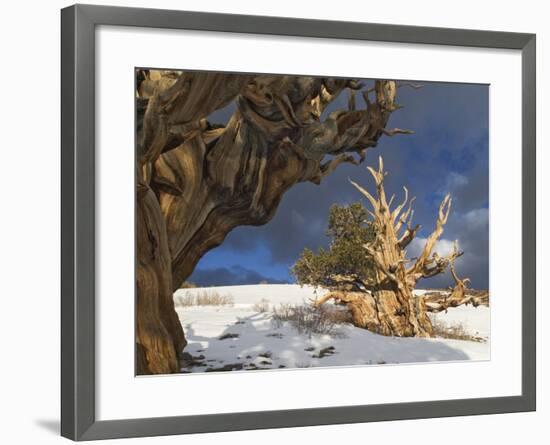 Ancient Bristlecone Pine Trees, White Mountains, California, USA-Dennis Flaherty-Framed Photographic Print