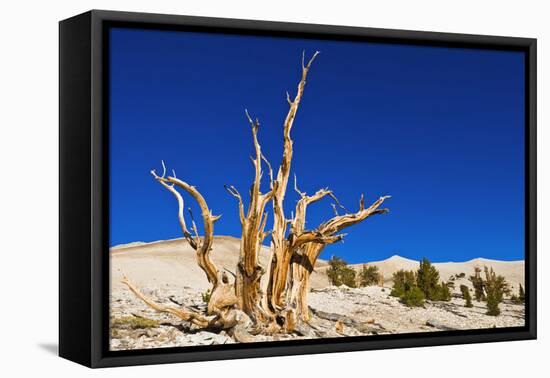Ancient Bristlecone Pines in the Patriarch Grove, White Mountains, California, USA-Russ Bishop-Framed Premier Image Canvas