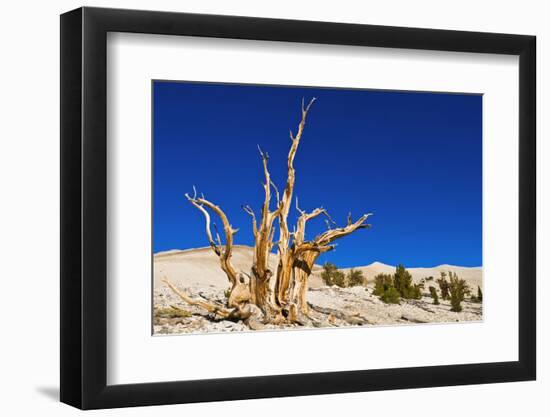 Ancient Bristlecone Pines in the Patriarch Grove, White Mountains, California, USA-Russ Bishop-Framed Photographic Print