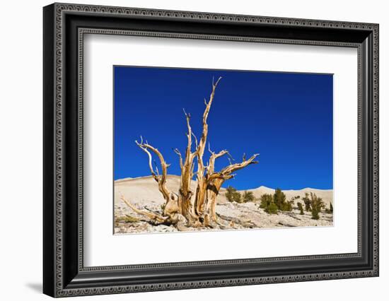 Ancient Bristlecone Pines in the Patriarch Grove, White Mountains, California, USA-Russ Bishop-Framed Photographic Print