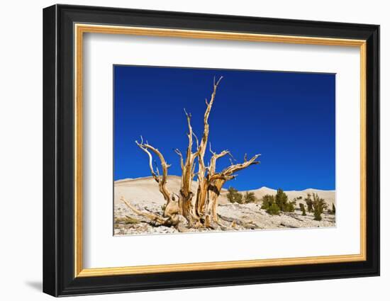 Ancient Bristlecone Pines in the Patriarch Grove, White Mountains, California, USA-Russ Bishop-Framed Photographic Print