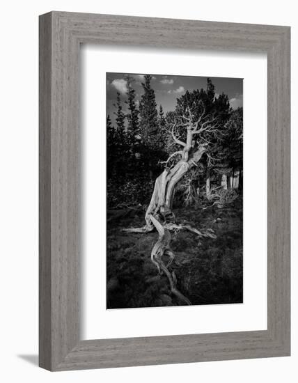 Ancient bristlecone pines, Mount Evans Wilderness Area, Colorado-Maresa Pryor-Luzier-Framed Photographic Print