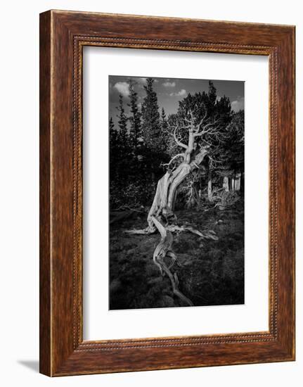 Ancient bristlecone pines, Mount Evans Wilderness Area, Colorado-Maresa Pryor-Luzier-Framed Photographic Print