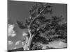 Ancient bristlecone pines, Mount Evans Wilderness Area, Colorado-Maresa Pryor-Luzier-Mounted Photographic Print