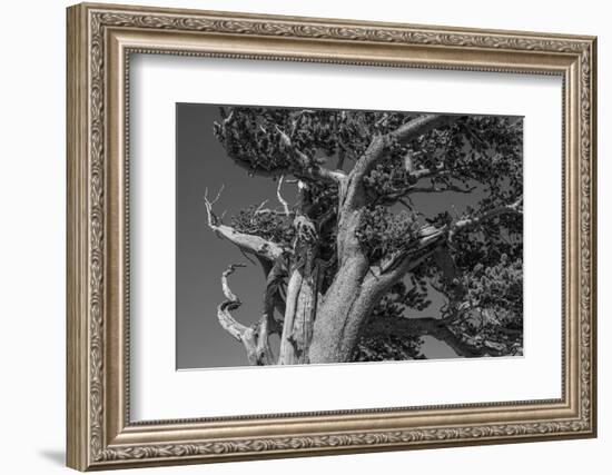 Ancient bristlecone pines, Mount Evans Wilderness Area, Colorado-Maresa Pryor-Luzier-Framed Photographic Print