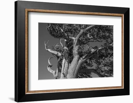 Ancient bristlecone pines, Mount Evans Wilderness Area, Colorado-Maresa Pryor-Luzier-Framed Photographic Print