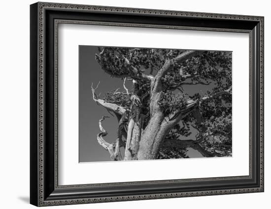 Ancient bristlecone pines, Mount Evans Wilderness Area, Colorado-Maresa Pryor-Luzier-Framed Photographic Print