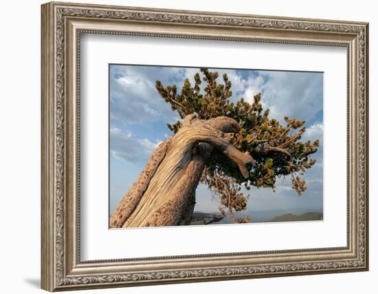 Ancient bristlecone pines, Mount Evans Wilderness Area, Colorado-Maresa Pryor-Luzier-Framed Photographic Print