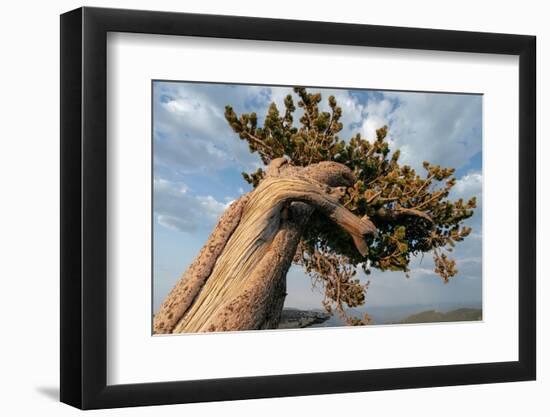 Ancient bristlecone pines, Mount Evans Wilderness Area, Colorado-Maresa Pryor-Luzier-Framed Photographic Print