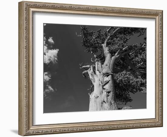 Ancient bristlecone pines, Mount Evans Wilderness Area, Colorado-Maresa Pryor-Luzier-Framed Photographic Print