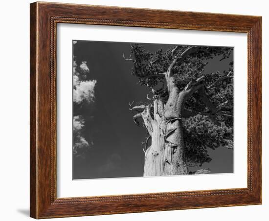 Ancient bristlecone pines, Mount Evans Wilderness Area, Colorado-Maresa Pryor-Luzier-Framed Photographic Print