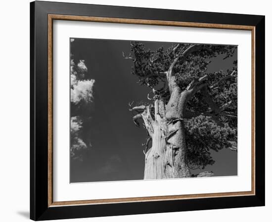 Ancient bristlecone pines, Mount Evans Wilderness Area, Colorado-Maresa Pryor-Luzier-Framed Photographic Print