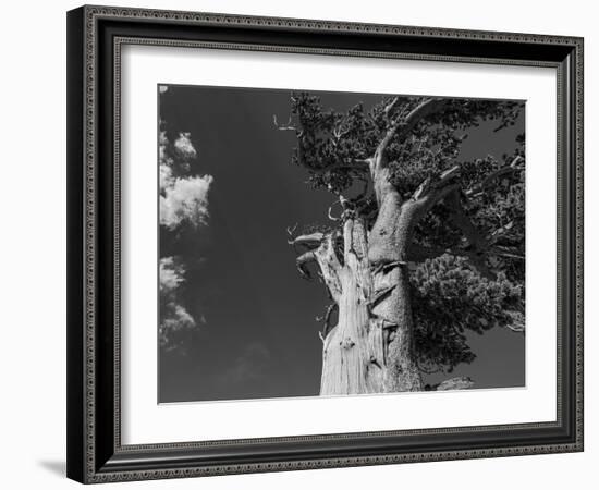 Ancient bristlecone pines, Mount Evans Wilderness Area, Colorado-Maresa Pryor-Luzier-Framed Photographic Print