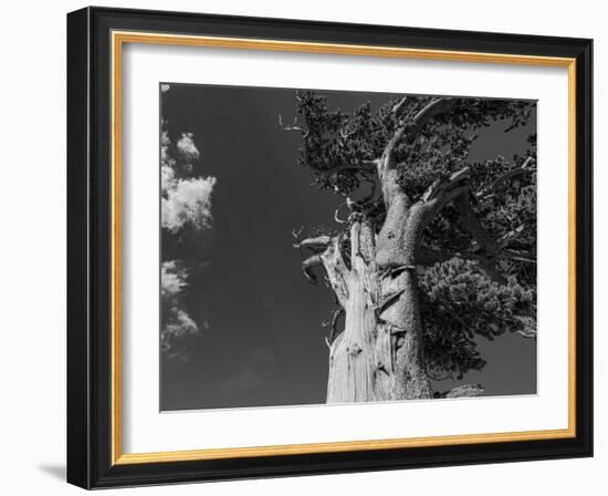 Ancient bristlecone pines, Mount Evans Wilderness Area, Colorado-Maresa Pryor-Luzier-Framed Photographic Print