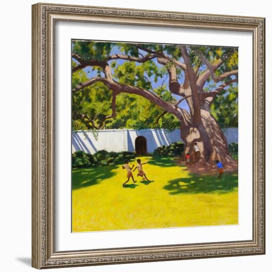 Ancient Campor Tree, Vergelegen Estate, South Africa-Andrew Macara-Framed Giclee Print