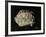 Ancient Egyptian Seal Imprint with Inscription of King Peribsen M of Clay-null-Framed Giclee Print