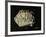 Ancient Egyptian Seal Imprint with Inscription of King Peribsen M of Clay-null-Framed Giclee Print