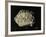 Ancient Egyptian Seal Imprint with Inscription of King Peribsen M of Clay-null-Framed Giclee Print