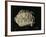 Ancient Egyptian Seal Imprint with Inscription of King Peribsen M of Clay-null-Framed Giclee Print