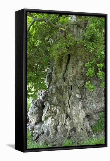 Ancient English Oak (Quercus Rober) Tree-Colin Varndell-Framed Premier Image Canvas