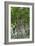 Ancient English Oak (Quercus Rober) Tree-Colin Varndell-Framed Photographic Print