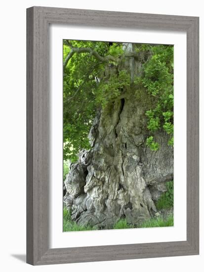 Ancient English Oak (Quercus Rober) Tree-Colin Varndell-Framed Photographic Print