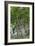 Ancient English Oak (Quercus Rober) Tree-Colin Varndell-Framed Photographic Print