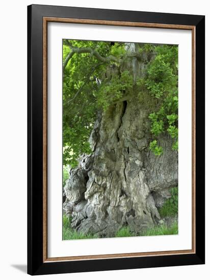 Ancient English Oak (Quercus Rober) Tree-Colin Varndell-Framed Photographic Print