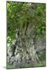 Ancient English Oak (Quercus Rober) Tree-Colin Varndell-Mounted Photographic Print