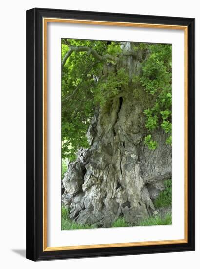 Ancient English Oak (Quercus Rober) Tree-Colin Varndell-Framed Photographic Print