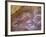 Ancient Hand and Rhea Print Paintings, Cave of the Hands, Santa Cruz Province, Patagonia, Argentina-Lin Alder-Framed Photographic Print