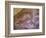 Ancient Hand and Rhea Print Paintings, Cave of the Hands, Santa Cruz Province, Patagonia, Argentina-Lin Alder-Framed Photographic Print
