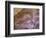 Ancient Hand and Rhea Print Paintings, Cave of the Hands, Santa Cruz Province, Patagonia, Argentina-Lin Alder-Framed Photographic Print