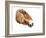 Ancient Head (Przewalski) 2012-Mark Adlington-Framed Giclee Print