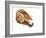 Ancient Head (Przewalski) 2012-Mark Adlington-Framed Giclee Print