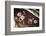 Ancient Native American Petroglyphs in Petrified Forest National Park, Arizona-Jerry Ginsberg-Framed Photographic Print