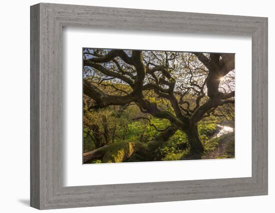 Ancient oak tree, Marsland Mouth, Devon, UK-Ross Hoddinott-Framed Photographic Print