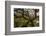 Ancient oak tree, Marsland Mouth, Devon, UK-Ross Hoddinott-Framed Photographic Print