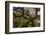 Ancient oak tree, Marsland Mouth, Devon, UK-Ross Hoddinott-Framed Photographic Print