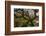 Ancient oak tree, Marsland Mouth, Devon, UK-Ross Hoddinott-Framed Photographic Print