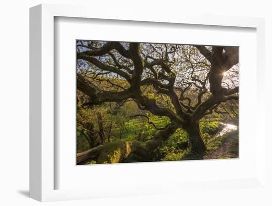 Ancient oak tree, Marsland Mouth, Devon, UK-Ross Hoddinott-Framed Photographic Print