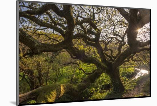 Ancient oak tree, Marsland Mouth, Devon, UK-Ross Hoddinott-Mounted Photographic Print