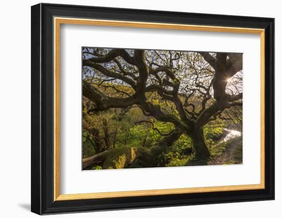 Ancient oak tree, Marsland Mouth, Devon, UK-Ross Hoddinott-Framed Photographic Print